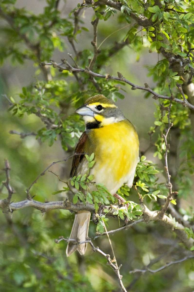 Texas, South Padre Isl Male dickcissel on branch art print by Dave Welling for $57.95 CAD
