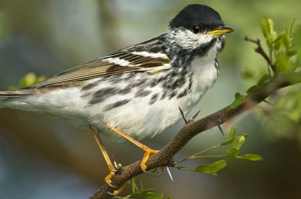 TX, Blackpoll warbler in breeding plumage art print by Dave Welling for $57.95 CAD