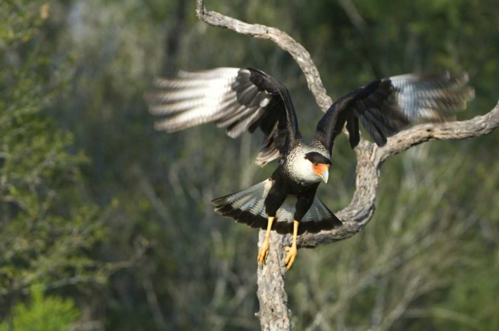 TX, Starr Co, Crested caracara taking flight art print by Dave Welling for $57.95 CAD