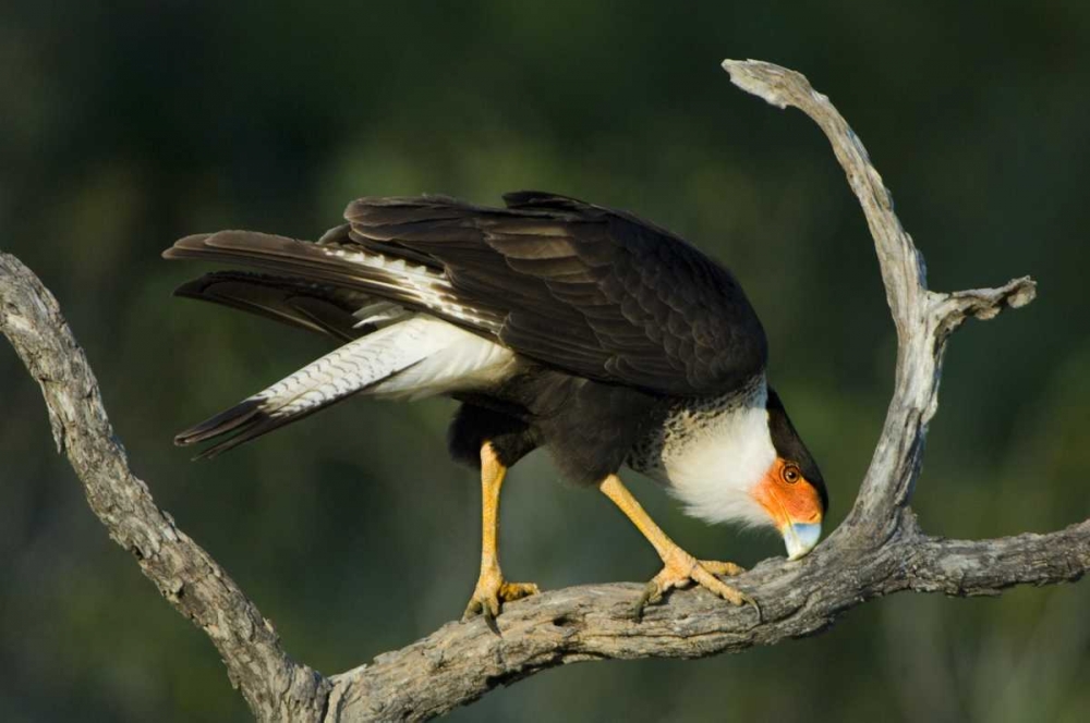 TX, Starr Co, Crested caracara cleaning its bill art print by Dave Welling for $57.95 CAD