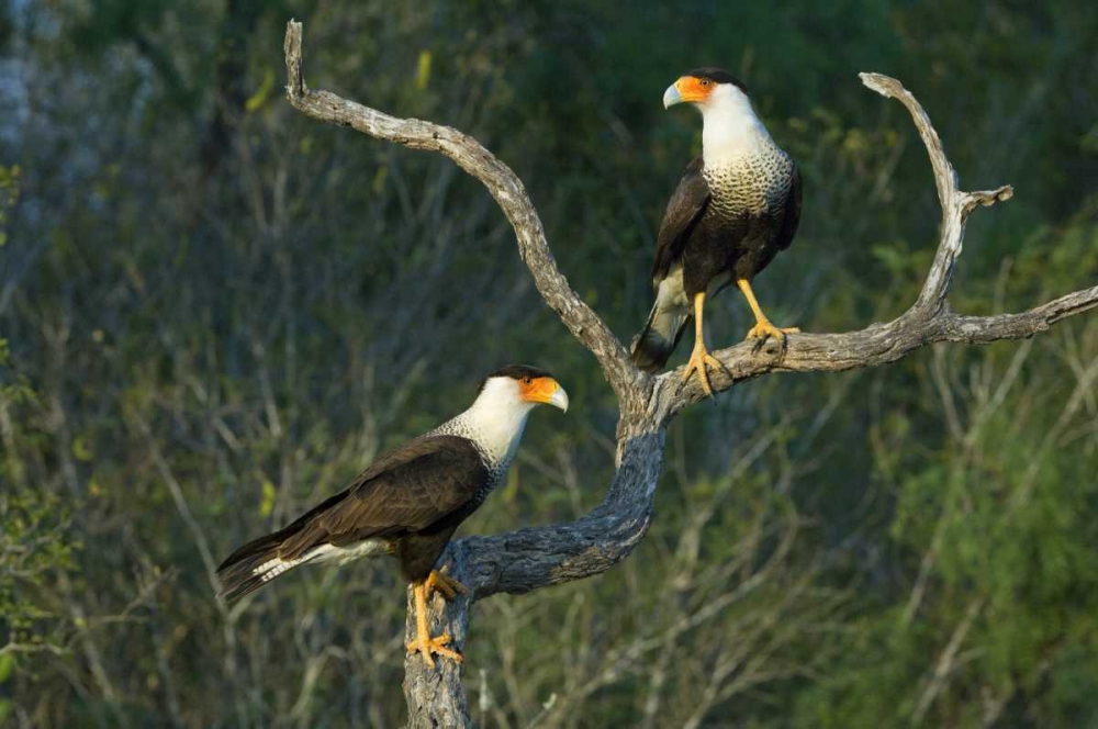 TX, Starr Co, Crested caracara pair on dead snag art print by Dave Welling for $57.95 CAD