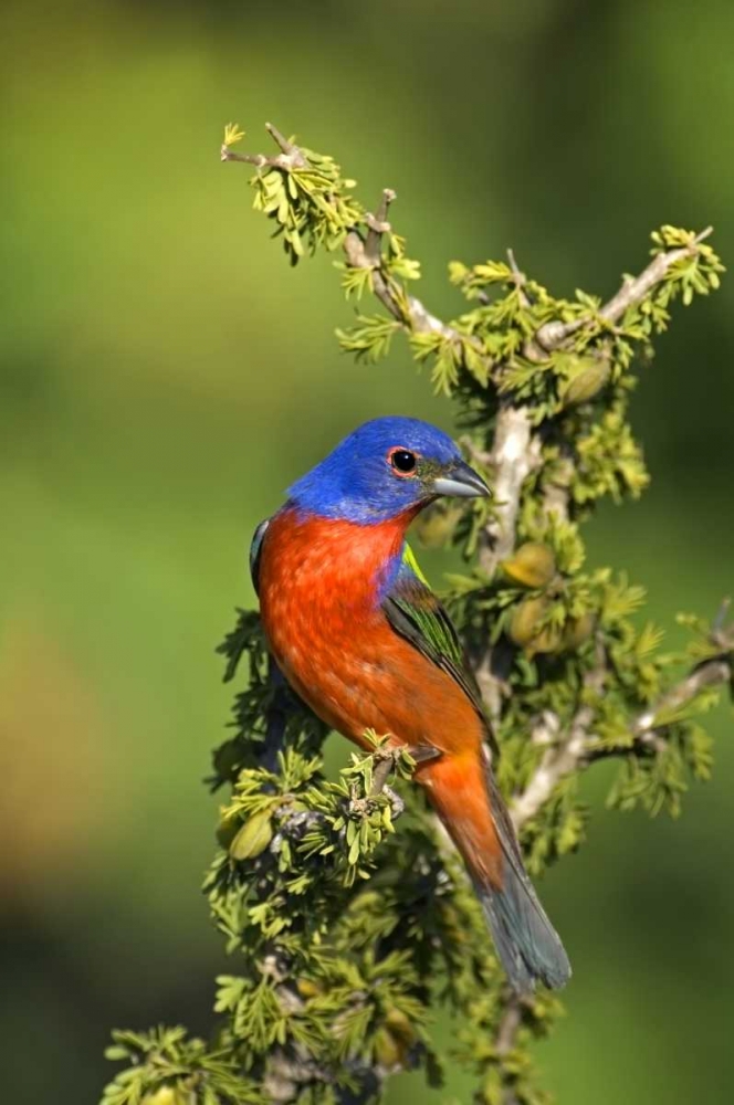 Texas, Tilden Painted bunting perched in tree art print by Dave Welling for $57.95 CAD