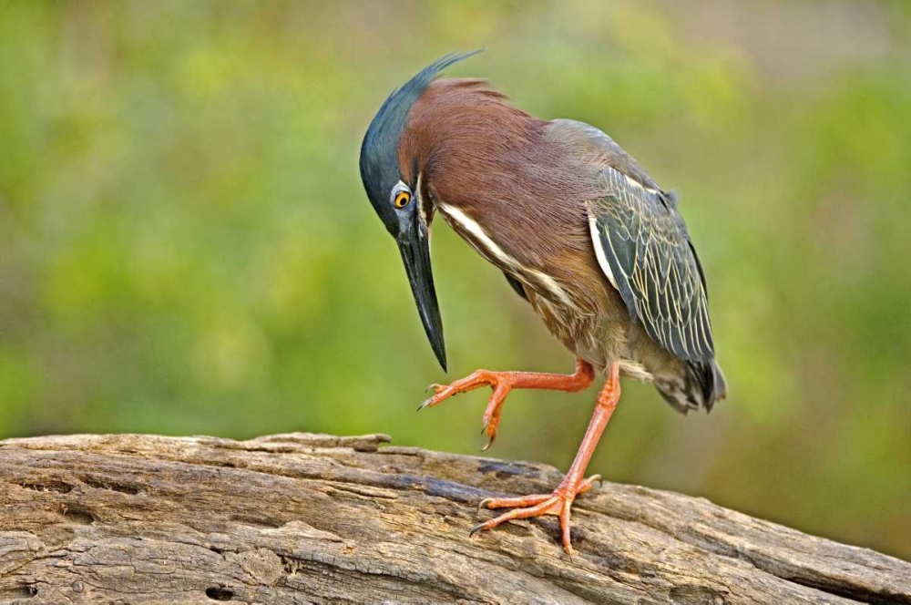 Texas, McAllen Green heron studying its feet art print by Dave Welling for $57.95 CAD