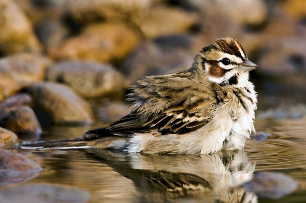 TX, McAllen Lark sparrow bathing in small pond art print by Dave Welling for $57.95 CAD