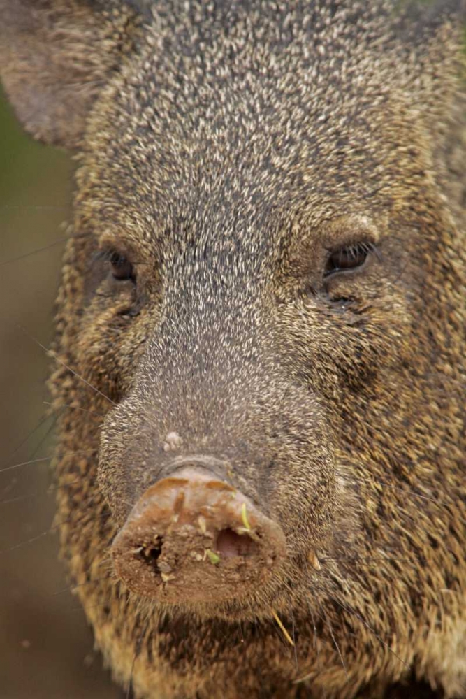 TX, Hidalgo Co, Portrait of collared peccary art print by Cathy and Gordon Illg for $57.95 CAD