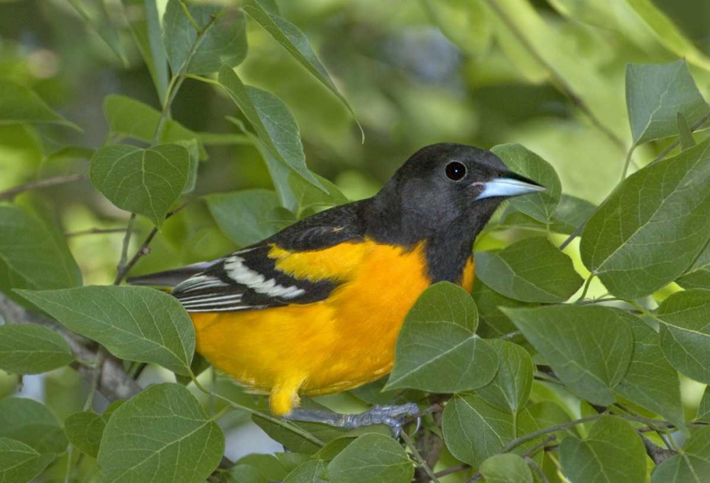TX, South Padre Isl Portrait of Baltimore oriole art print by Dave Welling for $57.95 CAD