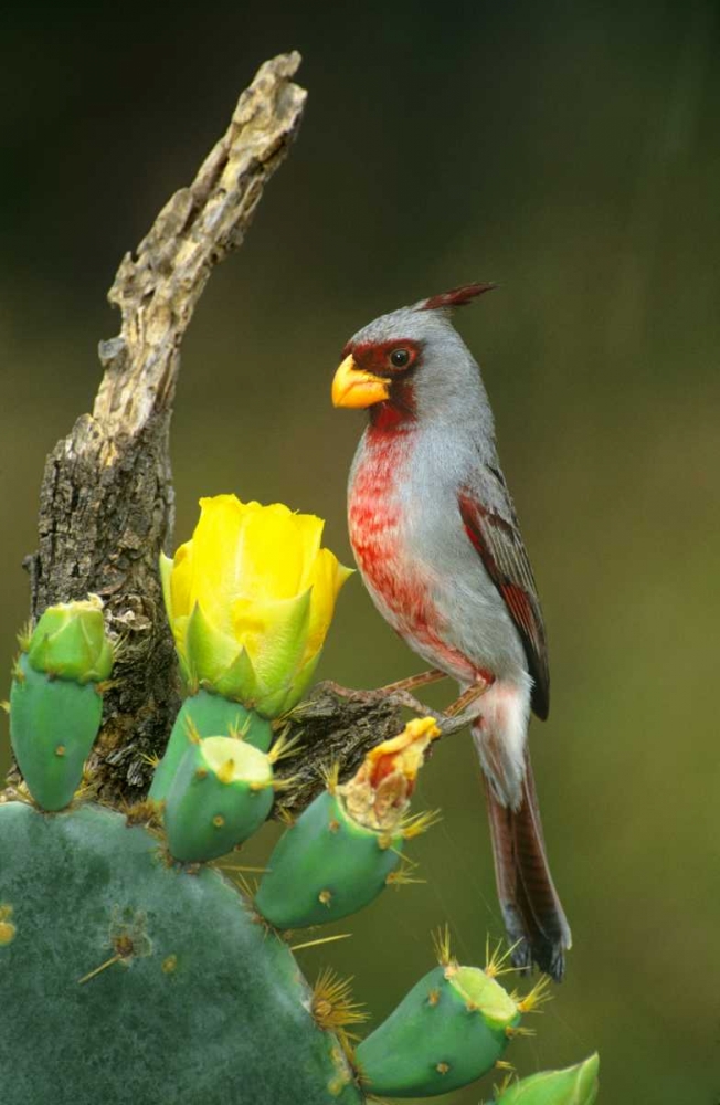 TX, McAllen Pyrrhuloxia on dead branch opuntia art print by Dave Welling for $57.95 CAD