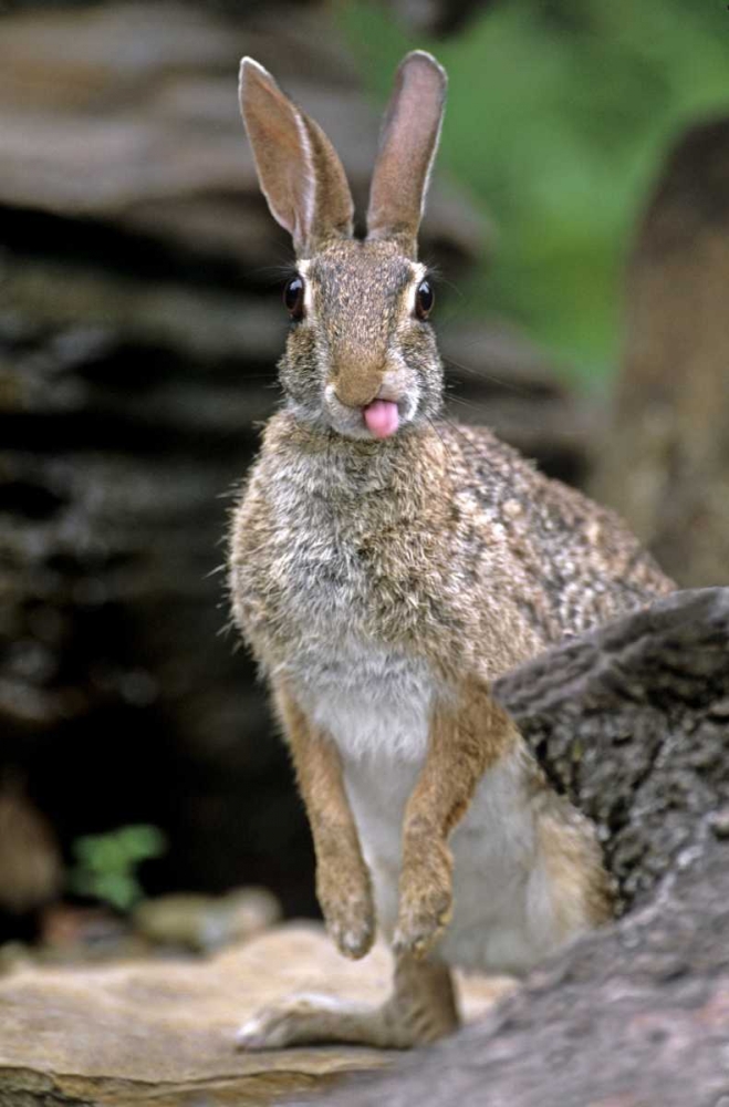 TX, Wild desert cottontail rabbit with tongue out art print by Dave Welling for $57.95 CAD
