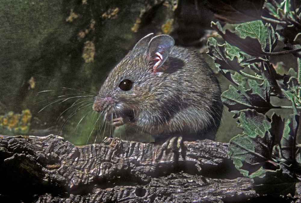 Texas, McAllen Wild deer mouse eating on log art print by Dave Welling for $57.95 CAD