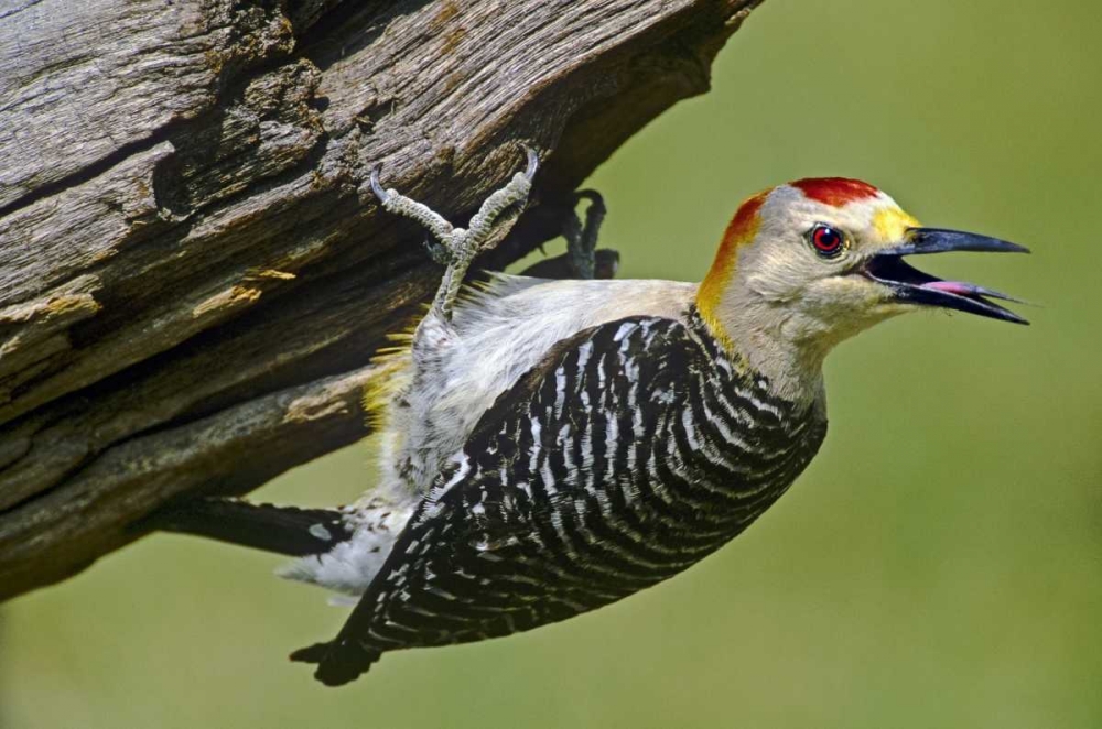 TX, McAllen Gold-fronted woodpecker on log art print by Dave Welling for $57.95 CAD