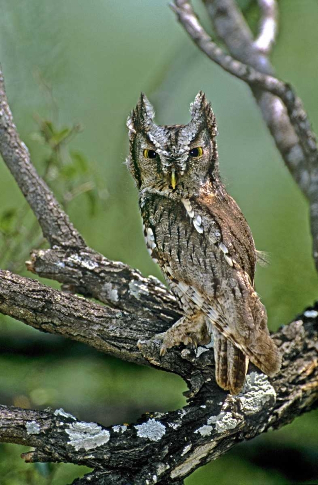 TX, McAllen Eastern screech owl perched art print by Dave Welling for $57.95 CAD
