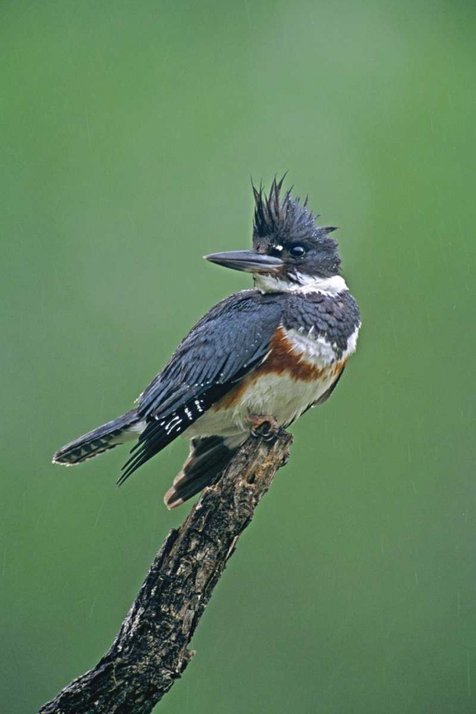 TX, McAllen Belted kingfisher female perched art print by Dave Welling for $57.95 CAD