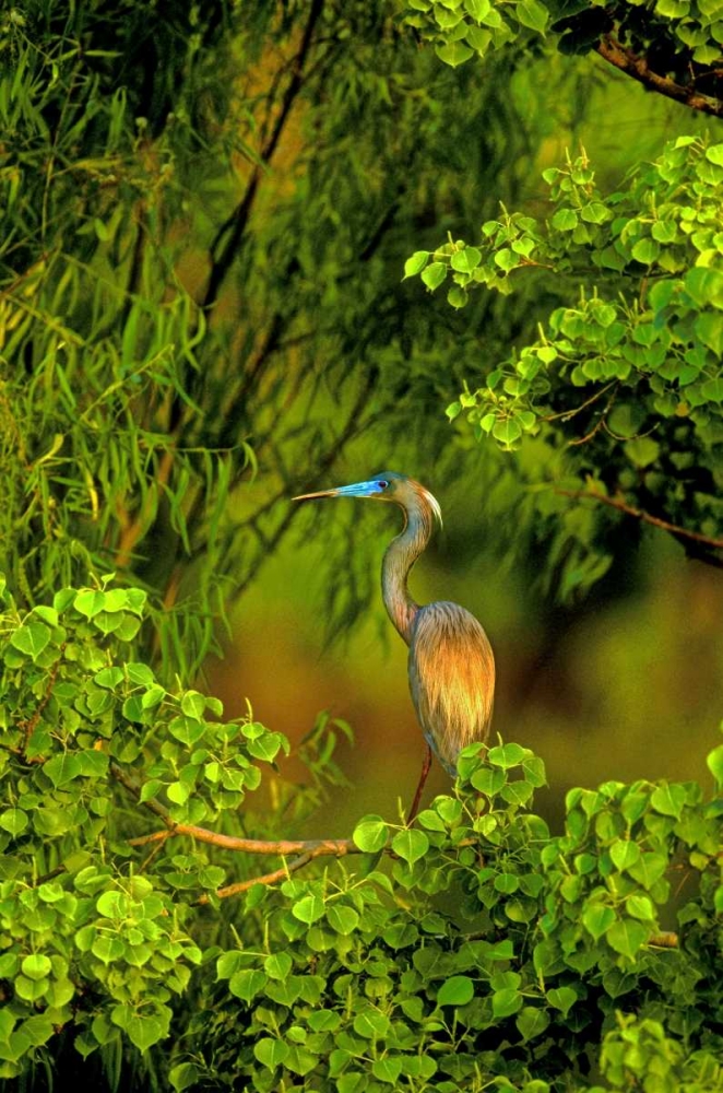 Texas Tricolored heron perched in trees art print by Dave Welling for $57.95 CAD