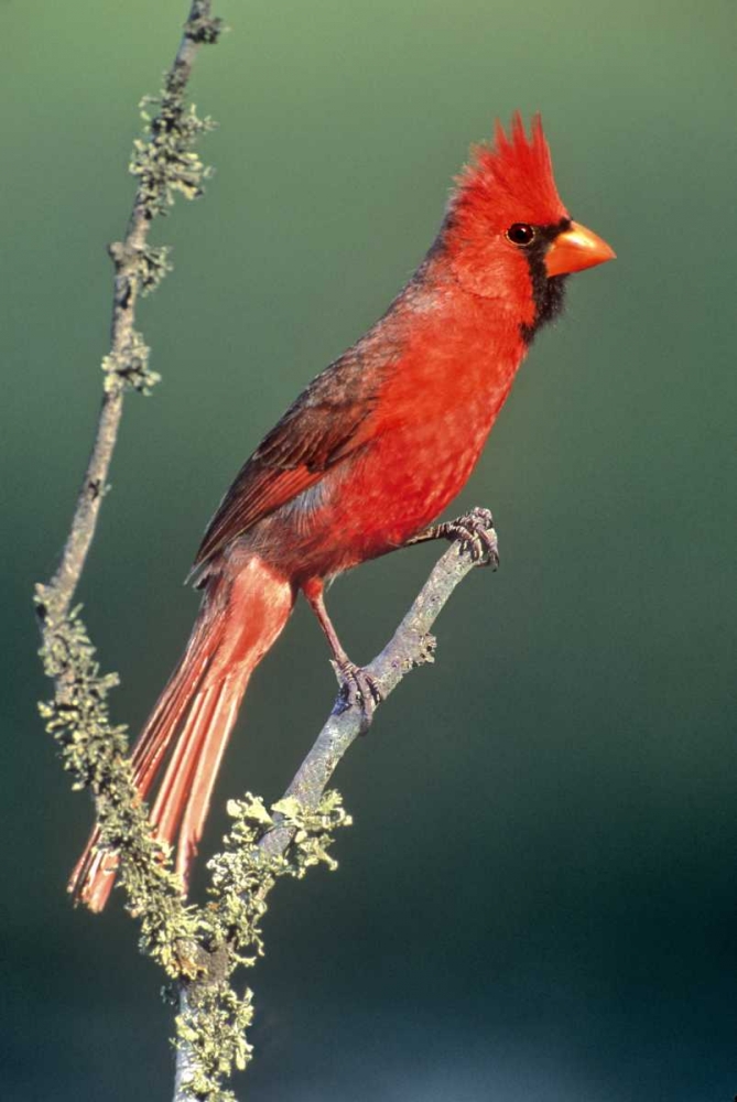 TX, McAllen Cardinal on lichen-covered branch art print by Dave Welling for $57.95 CAD