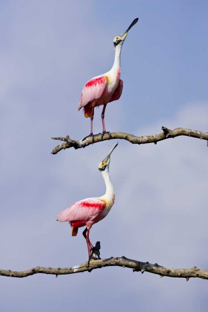 TX, High Island, Roseate spoonbill pair art print by Fred Lord for $57.95 CAD