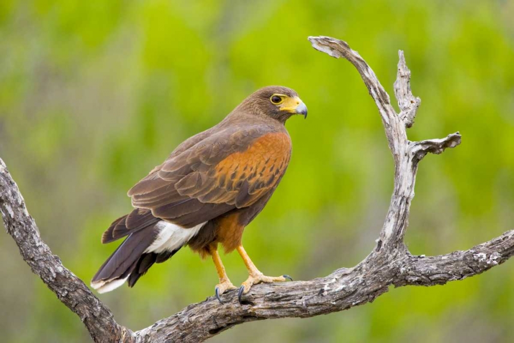 TX, Mission Harris hawk on branch art print by Fred Lord for $57.95 CAD