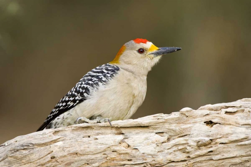 TX, Mission, Golden-fronted woodpecker on log art print by Fred Lord for $57.95 CAD