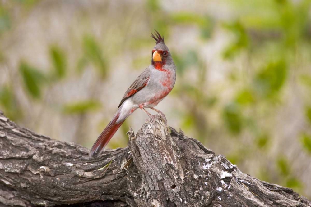 TX, Mission, Male pyrrhuloxia bird on log art print by Fred Lord for $57.95 CAD