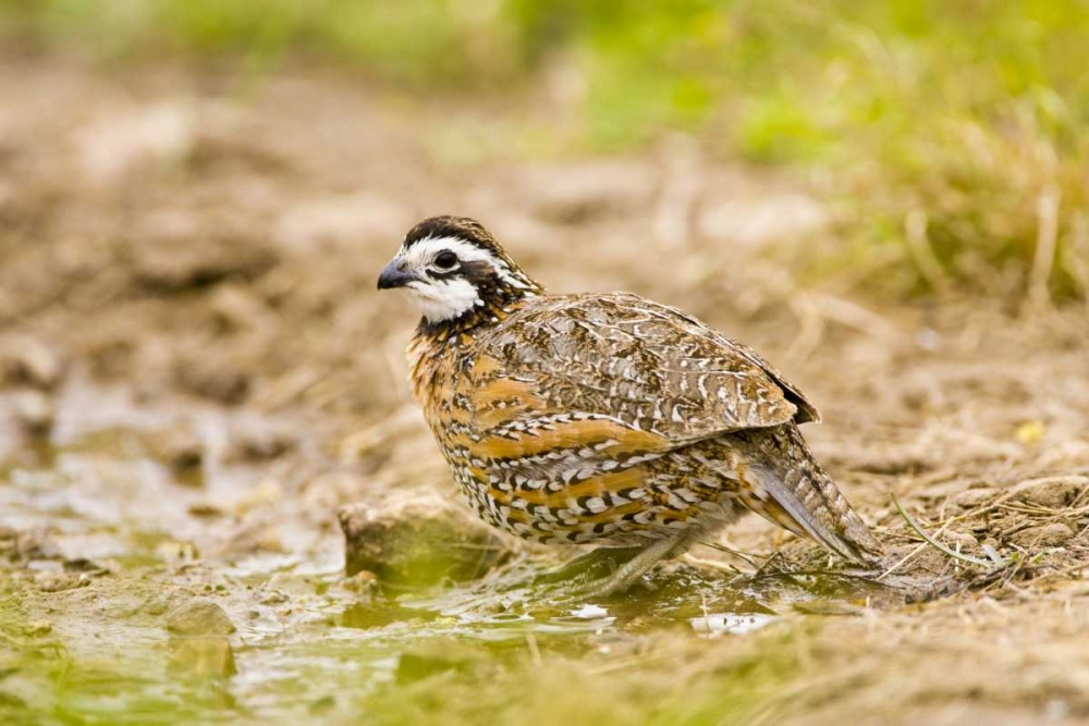 TX, Mission, Male northern bobwhite art print by Fred Lord for $57.95 CAD