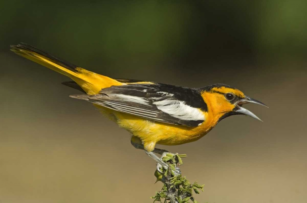 TX Bullocks oriole male in breeding plumage art print by Dave Welling for $57.95 CAD