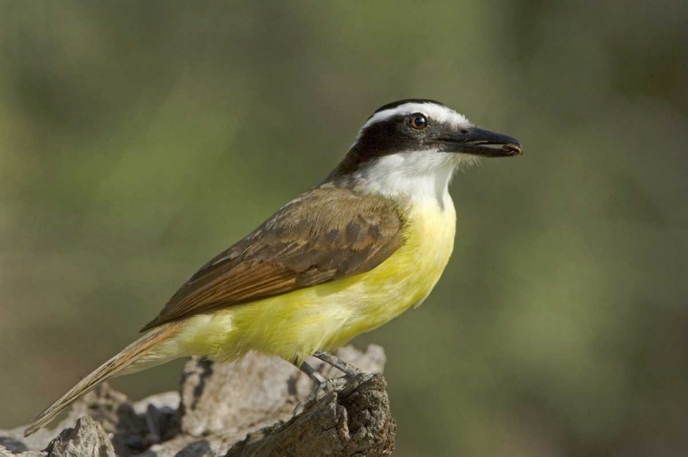 TX, Great kiskadee holding insect in its beak art print by Dave Welling for $57.95 CAD