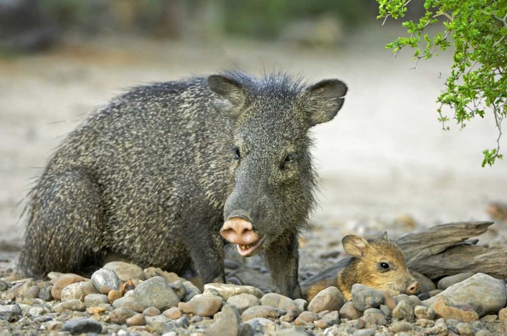 TX, Rio Grande Valley Javelinas amid rocks art print by Dave Welling for $57.95 CAD