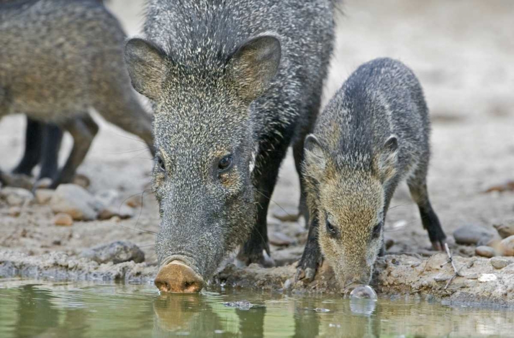 TX, Javelina adult and juvenile drinking at water art print by Dave Welling for $57.95 CAD