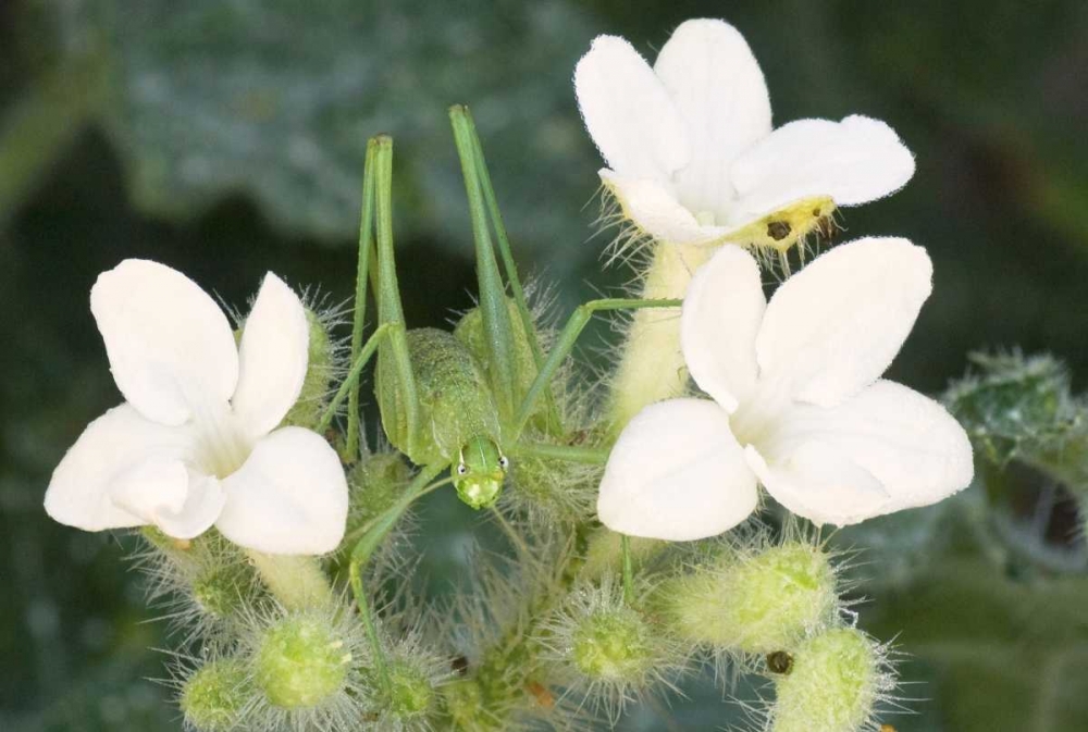 TX, Katydid nymph on flowering Texas bull nettle art print by Dave Welling for $57.95 CAD