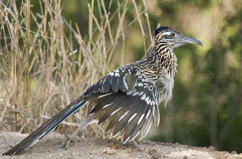 Texas, Starr County Greater roadrunner on ground art print by Dave Welling for $57.95 CAD