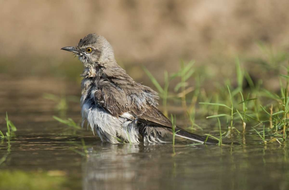 Texas, Starr Co Northern mockingbird bathing art print by Dave Welling for $57.95 CAD