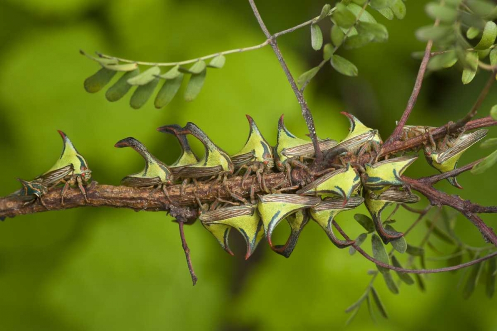 Texas, Hidalgo Co, Thorn treehoppers on a limb art print by Dave Welling for $57.95 CAD