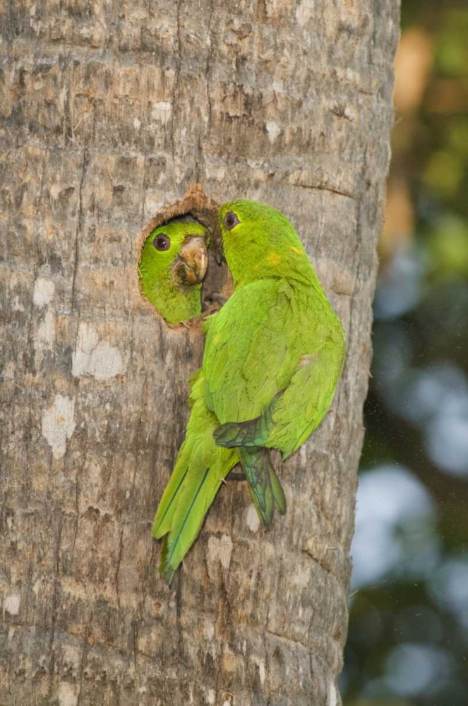 TX, McAllen Green parakeets at cavity nest art print by Dave Welling for $57.95 CAD