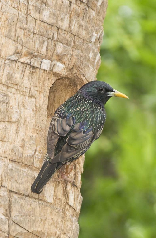 TX, McAllen European starling making a nest art print by Dave Welling for $57.95 CAD
