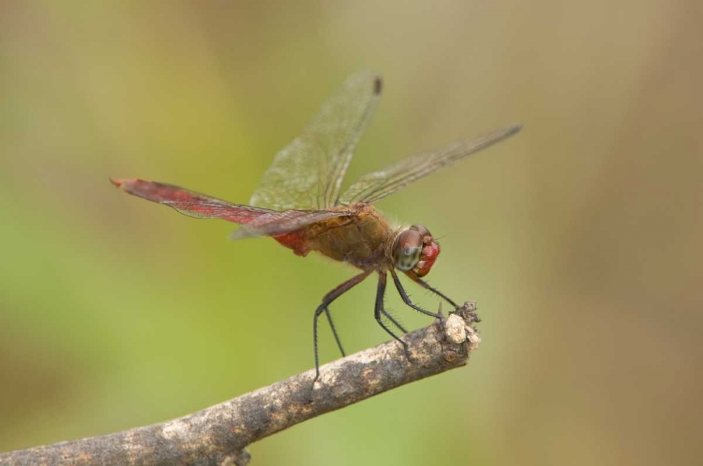 TX, Bentsen Male red-tailed pennant dragonfly art print by Dave Welling for $57.95 CAD