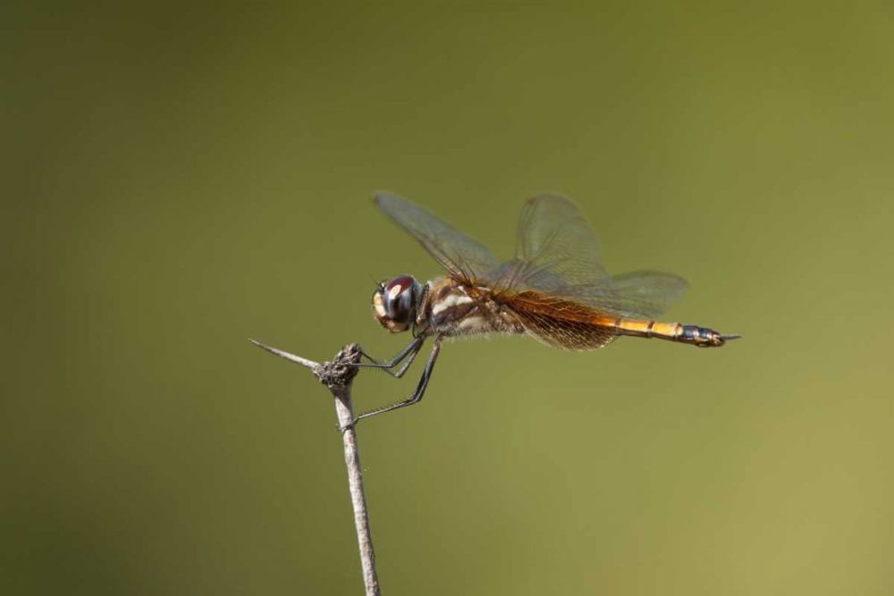 TX, Austin Striped saddlebags dragonfly on stem art print by Dave Welling for $57.95 CAD