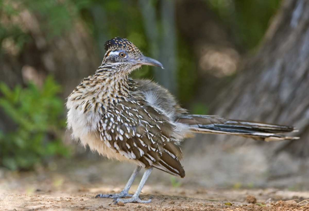 Texas, Rio Grande Valley Greater roadrunner bird art print by Dave Welling for $57.95 CAD
