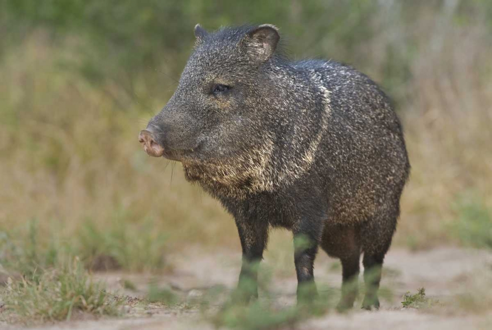 Texas, Rio Grande Valley Close-up of javelina art print by Dave Welling for $57.95 CAD