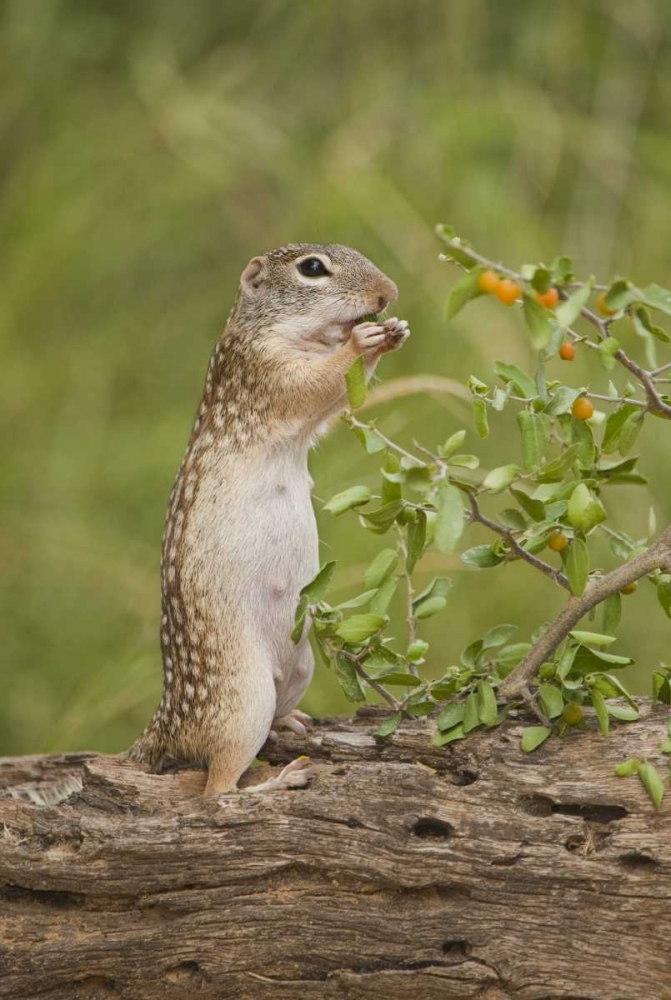 Texas, Mexican ground squirrel eating leaf art print by Dave Welling for $57.95 CAD