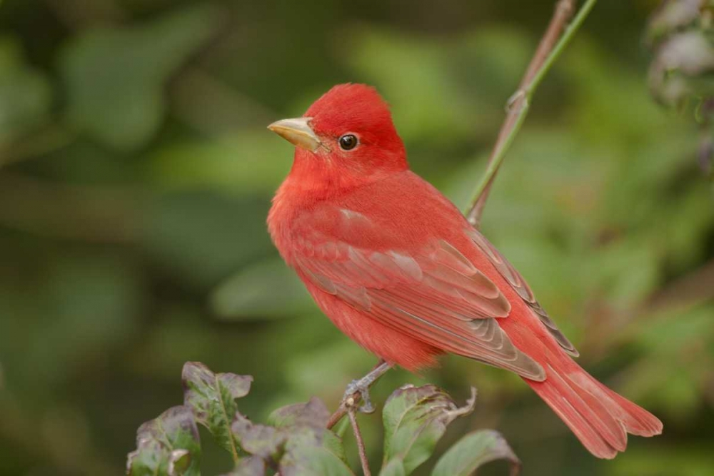 TX, South Padre Is Male summer tanager on a limb art print by Dave Welling for $57.95 CAD