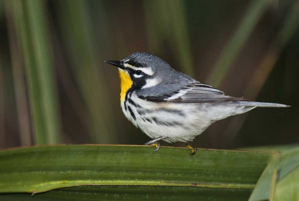TX, South Padre Isl Male yellow-throated warbler art print by Dave Welling for $57.95 CAD