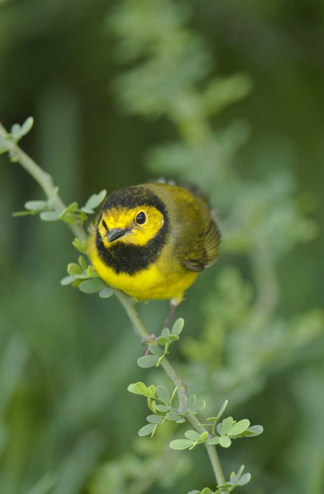 TX, South Padre Island Male hooded warbler art print by Dave Welling for $57.95 CAD