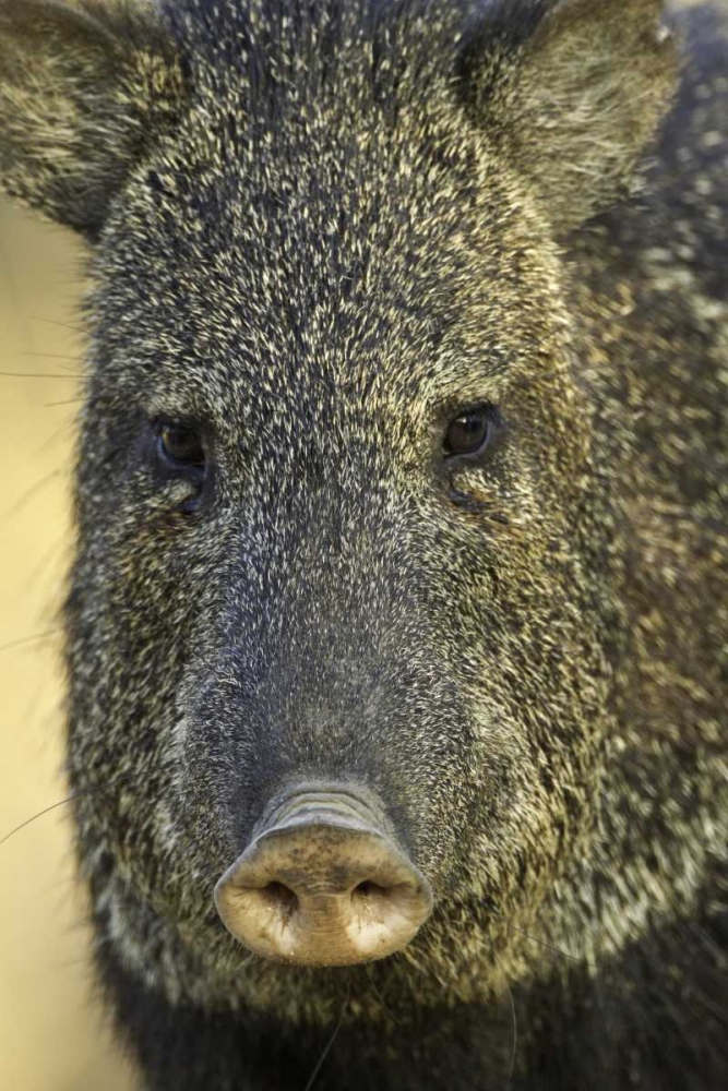 Texas Frontal view of collard peccary art print by Fred Lord for $57.95 CAD