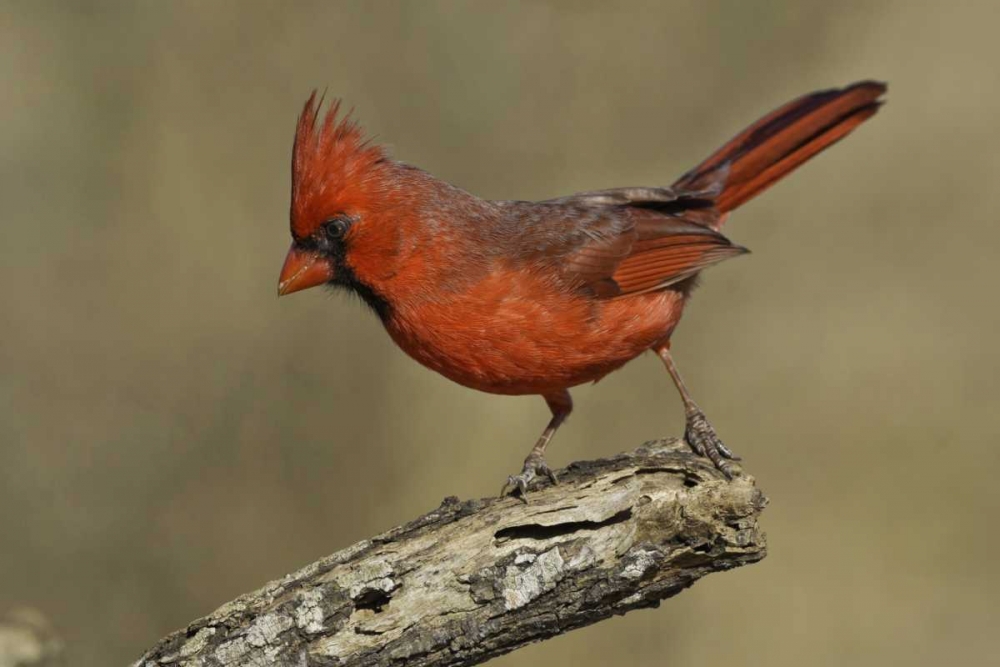 Texas Northern cardinal on branch art print by Fred Lord for $57.95 CAD