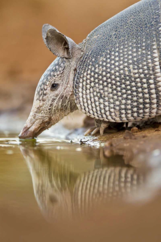 Texas Nine-banded armadillo drinking art print by Fred Lord for $57.95 CAD