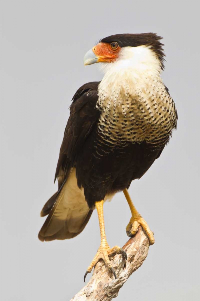TX, Mission Crested caracara standing on branch art print by Fred Lord for $57.95 CAD