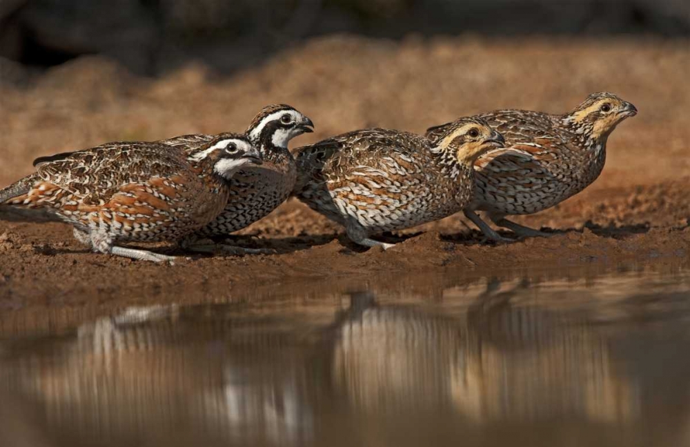Texas Northern bobwhites gather at a pond art print by Dave Welling for $57.95 CAD