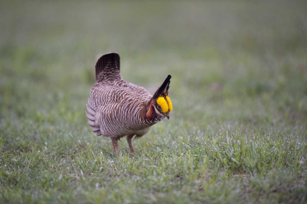 TX, Panhandle, Male lesser prairie chicken struts art print by Dave Welling for $57.95 CAD