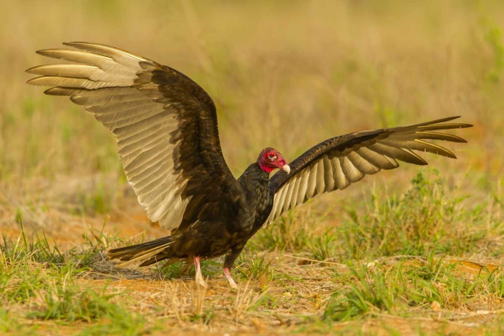 Texas, Hidalgo County Turkey vulture on ground art print by Cathy and Gordon Illg for $57.95 CAD