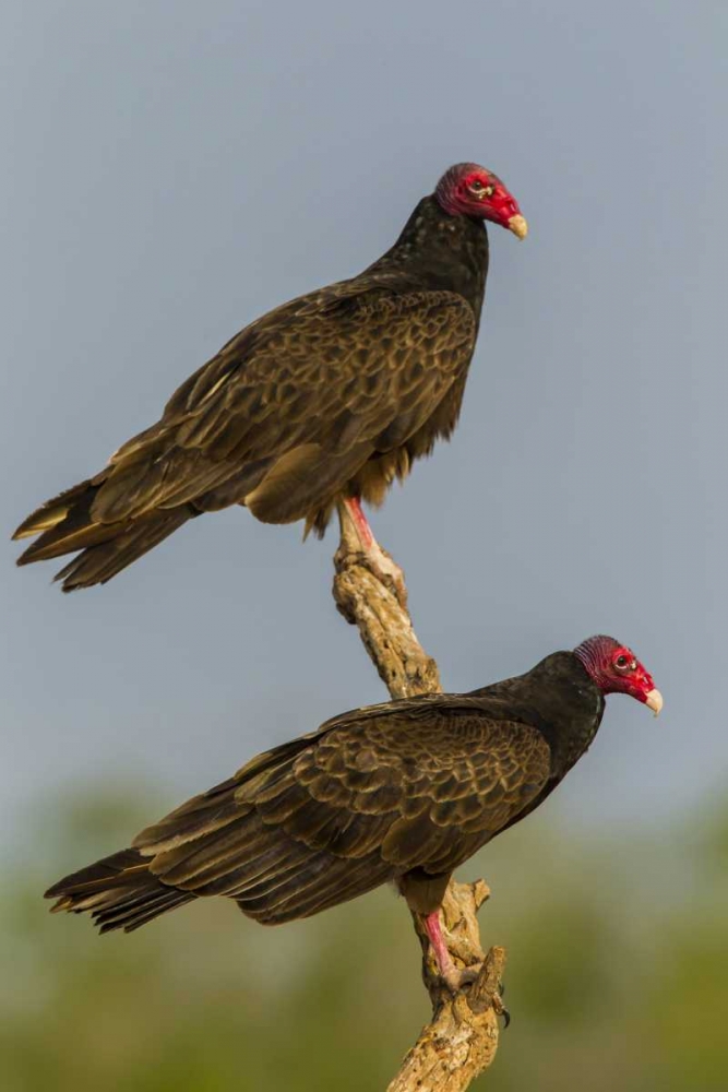 Texas, Hidalgo Co Turkey vulture pair on stump art print by Cathy and Gordon Illg for $57.95 CAD