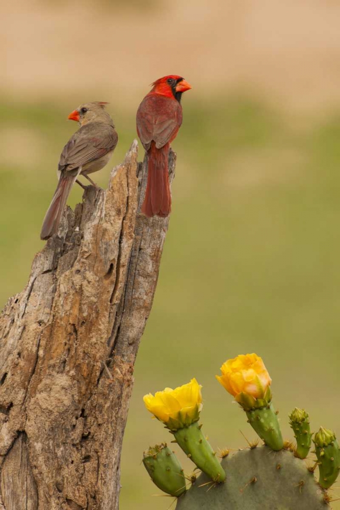 TX, Hidalgo Co, Cardinal pair on stump by cactus art print by Cathy and Gordon Illg for $57.95 CAD